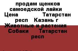 продам щенков самоедской лайки › Цена ­ 25 000 - Татарстан респ., Казань г. Животные и растения » Собаки   . Татарстан респ.